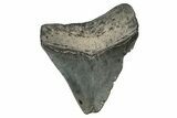 , Fossil Megalodon Tooth - Georgia #338774-1